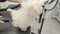 Puppy maltese dog getting dried by three phons at the pet\'s shop