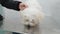 Puppy Maltese dog waiting for vet\'s visit at the vet\'s studio