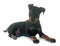 Puppy manchester terrier