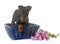 Puppy manchester terrier