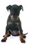 Puppy manchester terrier