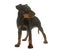 Puppy manchester terrier