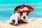 Puppy in Mexican sombrero on the beach