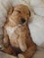 Puppy mini goldendoodle