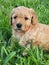 Puppy mini goldendoodle