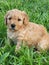 Puppy mini goldendoodle