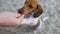 Puppy miniature dachshund dog jumping up to take treat from hand