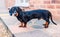 A puppy miniature dachshund, with short hair and a smooth, silky brown and tan fur. He is standing in profile