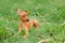 Puppy of Miniature Pinscher playing on green grass in