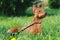 Puppy of Miniature Pinscher sitting in green grass