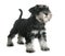 Puppy miniature schnauzer