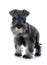 Puppy Miniature Schnauzer