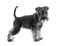 Puppy Miniature Schnauzer