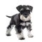 Puppy miniature schnauzer