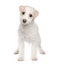 Puppy Mixed-Breed Dog