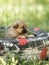 Puppy mongrel dog on the background of green grass close-up