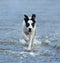 Puppy of mongrel running on water.