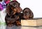 Puppy and monter Dachshund