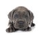 Puppy Neapolitan Mastiff