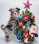 Puppy near Christmas tree