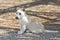 Puppy newborn White Pomeranian dog