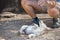 Puppy newborn White Pomeranian dog