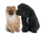 Puppy newfoundland dog and spitz