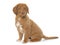 Puppy Nova Scotia Duck Tolling Retriever