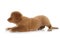 Puppy Nova Scotia Duck Tolling Retriever