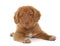 Puppy Nova Scotia Duck Tolling Retriever