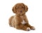 Puppy Nova Scotia Duck Tolling Retriever