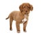 Puppy Nova Scotia Duck Tolling Retriever