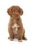 Puppy Nova Scotia Duck Tolling Retriever