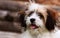 puppy, panting