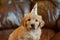 Puppy With Party Hat Sitting on Couch. Generative AI