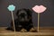 Puppy party mask wooden table