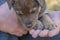 puppy paws on a man`s hand. animal shelter.