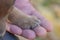 Puppy paws on a man`s hand. animal shelter. puppy adoption