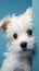 Puppy peeking from behind white wooden frame on blue background