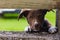 Puppy peeking through fence