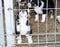 A puppy peeks out from behind the bars of the shelter