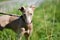 Puppy Peruvian Hairless Dog