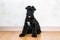 Puppy pet dog breed Kerry blue Terrier with white spot and glued ears