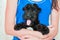 Puppy pet dog breed Kerry blue Terrier with a white spot and glued ears, close-up