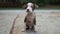 Puppy pitbull cute beautiful brown and white siting in driveway floppy ears