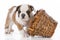 puppy playing with basket