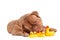 Puppy playing with duck toys isolated on white