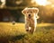 Puppy playing fetch, wide-angle in golden hour light, fun and energetic atmosphere, action captured