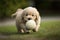 a puppy playing with a rubber ball, chasing and fetching it through the yard