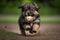 a puppy playing with a rubber ball, chasing and fetching it through the yard